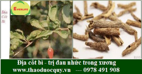 Địa cốt bì Địa cốt bì