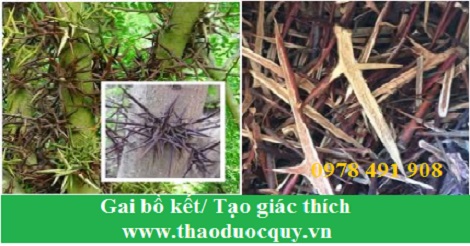 Gai bồ kết/ Tạo giác thích