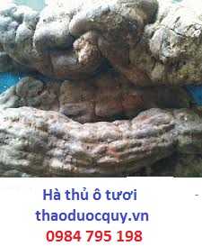 Hà thủ ô đỏ tươi/ Hà thủ ô Hà thủ ô đỏ tươi/ Hà thủ ô