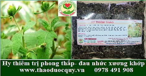 Hy thiêm thảo - trị phong thấp, đau nhức xương khớp Hy thiêm thảo - trị phong thấp, đau nhức xương khớp