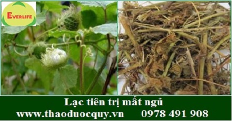 Lạc Tiên  chữa mất ngủ