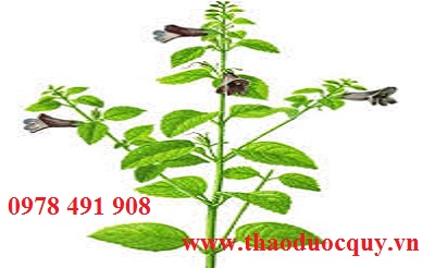 Bài thuốc trị Gan nhiễm mỡ