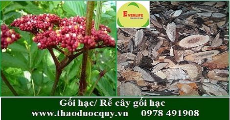 Gối hạc/ Rễ cây gối hạc trị thấp khớp Gối hạc/ Rễ cây gối hạc trị thấp khớp