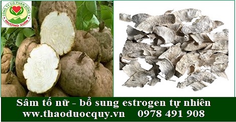 Sâm tố nữ - tăng nội tiết tố nữ