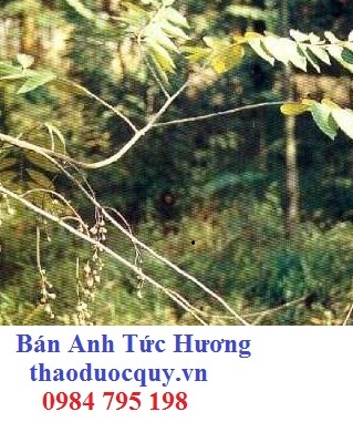 An Tức Hương Chi