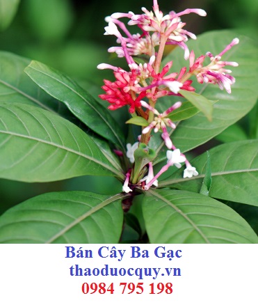 Ấn Độ La Phu Mộc