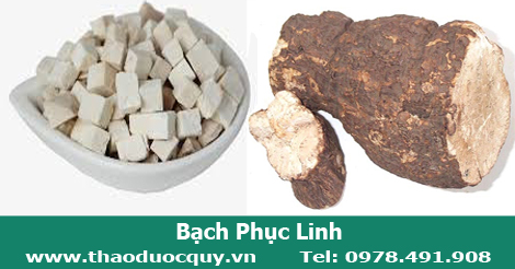 Bạch phục linh/ Bạch linh Bạch phục linh/ Bạch linh