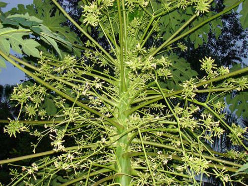 ĐU ĐỦ ĐỰC CHỮA BỆNH UNG THƯ