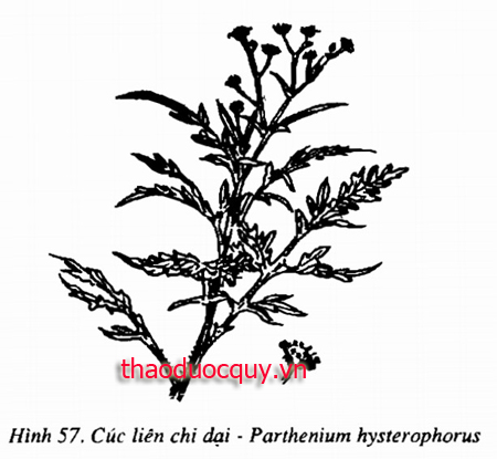 Cúc Liên Chi Dại