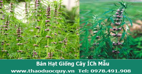 Hạt giống cây Ích mẫu Hạt giống cây Ích mẫu