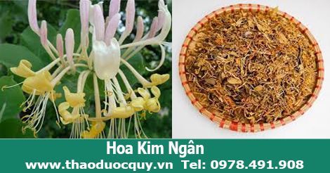 Trà Hoa Kim Ngân Trà Hoa Kim Ngân