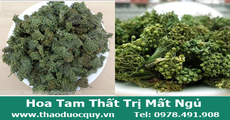 Hoa Tam Thất  Siêu Non Trị Mất Ngủ