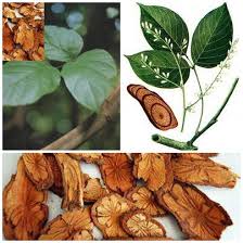 Kê huyết đằng/ Huyết rồng/ Hồng đằng Kê huyết đằng/ Huyết rồng/ Hồng đằng