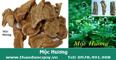Mộc Hương trị viêm đại tràng