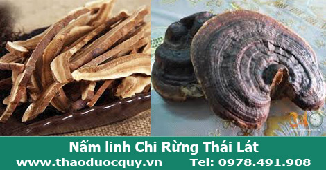 Nấm linh chi rừng/Nấm linh chi rừng thái lát Nấm linh chi rừng/Nấm linh chi rừng thái lát