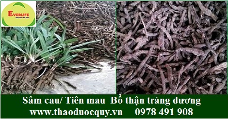 Sâm cau đen/ Tiên mao Sâm cau đen/ Tiên mao