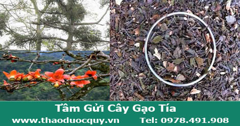 Tầm Gửi Cây Gạo Tía Tầm Gửi Cây Gạo Tía