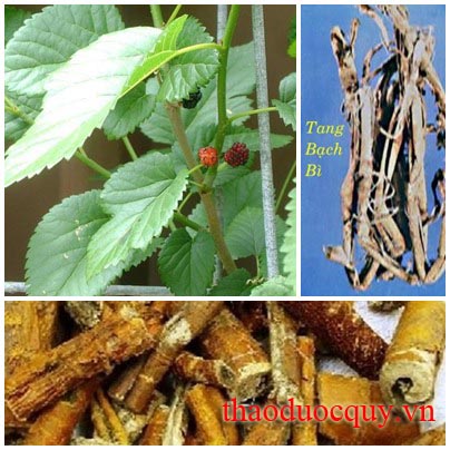 Tang Bạch Bì