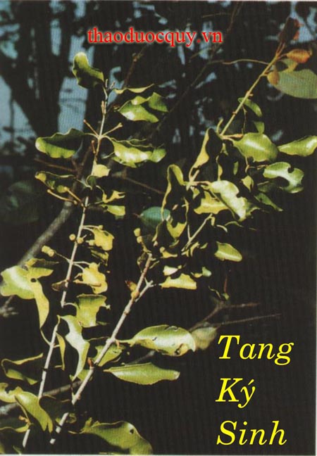 Tang Ký Sinh