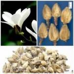 Những Bài thuốc Đông y trị viêm xoang hiệu quả