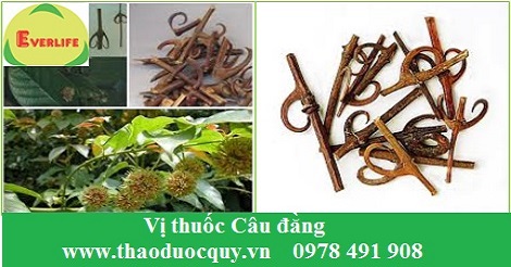 Vị thuốc C&acirc;u Đằng