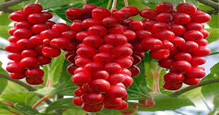 c&acirc;y ngũ vị tử