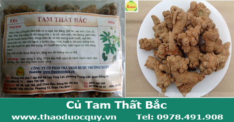 củ-tam-thất-bắc