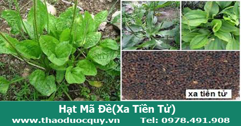 Hạt b&ocirc;ng m&atilde; đề, Xa tiền tử