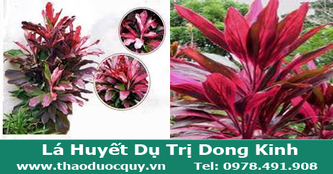 l&aacute; huyết dụ