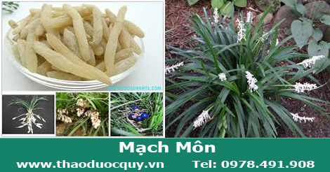 Mạch m&ocirc;n đ&ocirc;ng