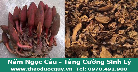 H&igrave;nh ảnh nấm ngọc cẩu