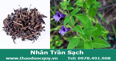 c&acirc;y nh&acirc;n trần