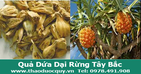 Quả-dứa-dại-kh&ocirc;