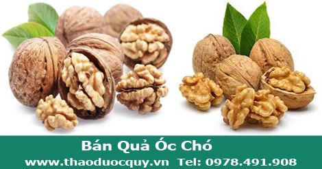 H&igrave;nh ảnh quả &oacute;c ch&oacute;