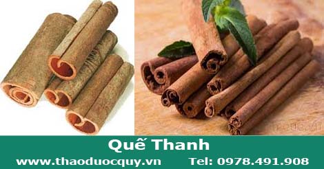 Quế thanh l&agrave; v&ograve; gi&agrave; của th&acirc;n cấy quế cụng th&agrave;nh từng thanh