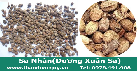 sa nh&acirc;n hay c&ograve;n gọi l&agrave; dương xu&acirc;n sa