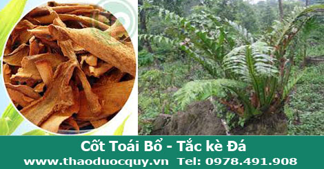 Cốt To&aacute;i Bổ hay c&ograve;n gọi l&agrave; tắc k&egrave; đ&aacute;