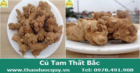 tam thất bắc