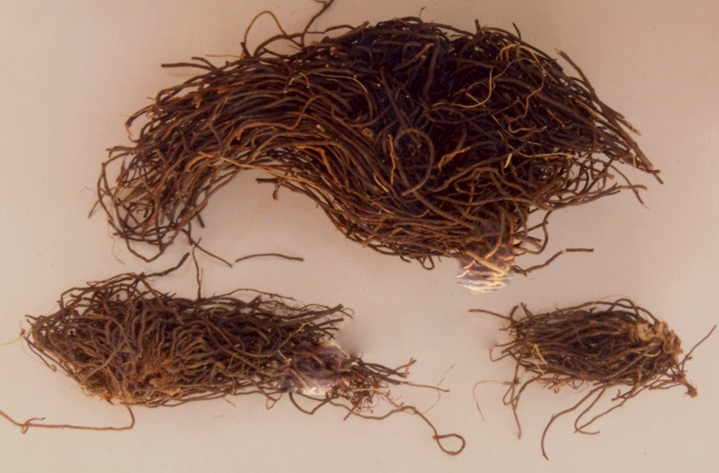 Uy Linh Ti&ecirc;n trị đau nhức xương khớp do phong thấp