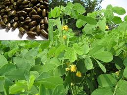 Bài thuốc trị táo bón ở người cao tuổi