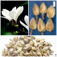 Những Bài thuốc Đông y trị viêm xoang hiệu quả