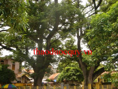 Xích Diệp Mộc