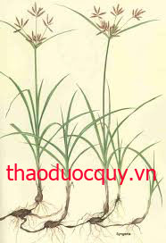Hương Phụ Hương Phụ