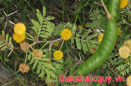 Keo Nước Hoa