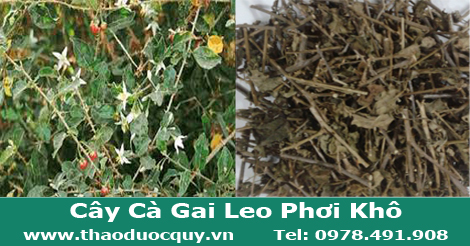 caf gai leo phơi kh&ocirc;
